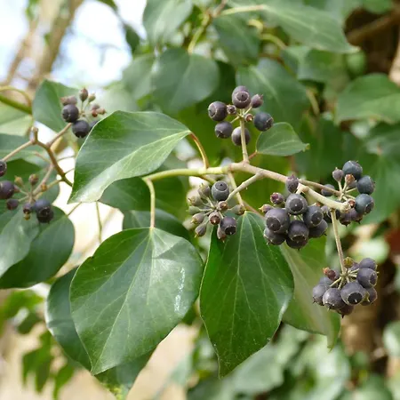 Gaestehaus Leipzig-gottscheina * 라이프치히