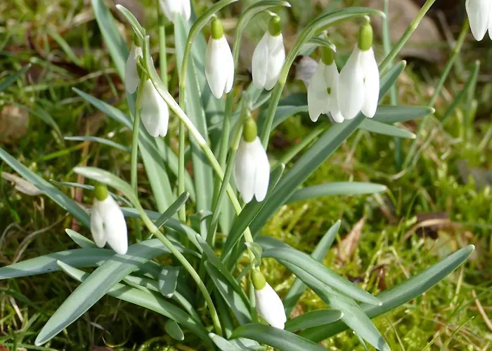 Апартаменты Gaestehaus Leipzig-gottscheina Лейпциг