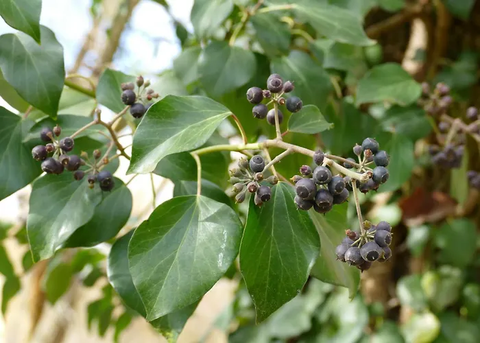 Gaestehaus Leipzig-gottscheina * Лейпциг